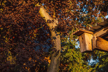wooden birdhouse and fall tree 