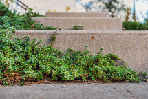green ground cover and concrete steps 