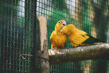 Love of yellow parrot couple