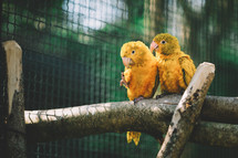 Couple of yellow parrots
