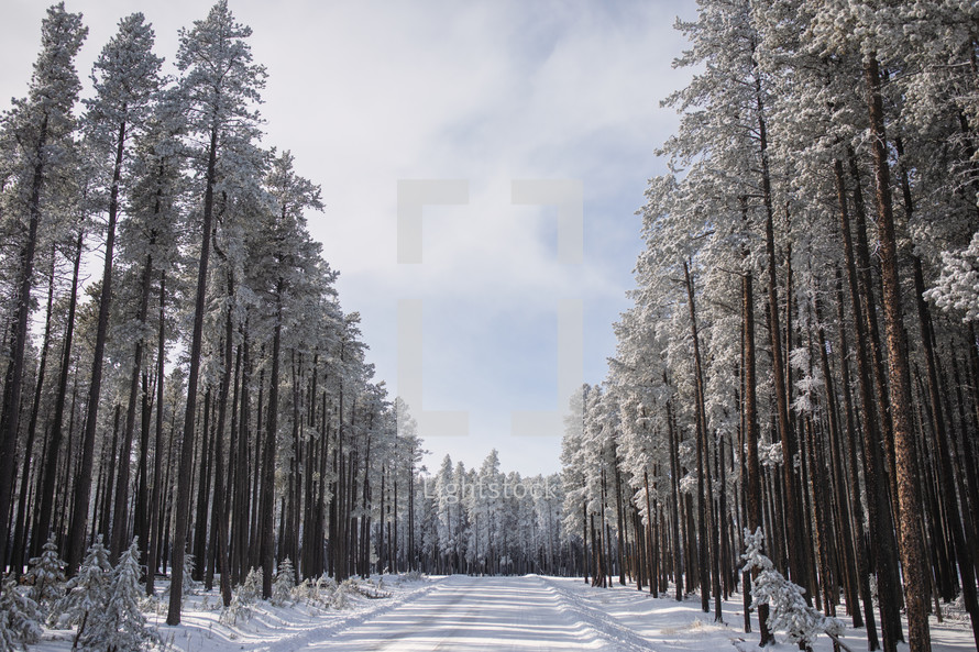 frosted cypress trees along winter road