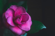 Deep Purple-Pink Camellia on a Black Background with Room for Text
