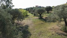 Field with olive trees