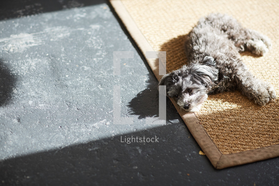 a dog sleeping on a mat 