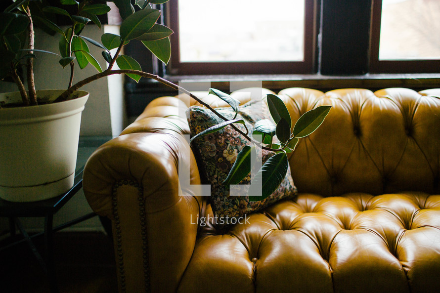 throw pillow on a leather couch and house plant 