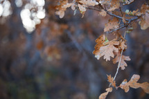 brown fall leaves 