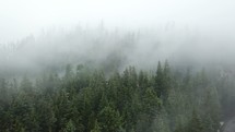 fog moving over an evergreen forest 