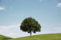 single tree on a hill 