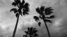 Beautiful tall palm trees sway in the breeze silhouetted against a gray sky in this black and white photograph taken during Hurricane Season in Florida. There is beauty in black and white photography that creates a stark contrast against a world of color. I love color photography but sometimes a black and white photo stands the test of time to show the beauty and grandeur of nature captured on film.  