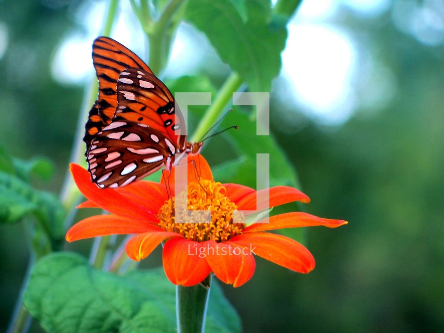 A beautiful Monarch Butterfly sitting on an orange flower in a butterfly garden in an outdoor garden sanctuary surrounded by nature, woods and green meadows. 