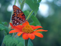 butterfly on an orange flower 