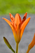 orange lily (vertical)