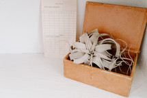 house plant in a leather box 