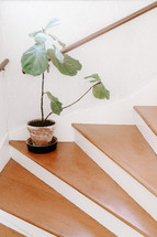 fig plant on steps 