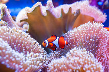 Clown fish swimming in the corals.Underwater world of tropical seas.