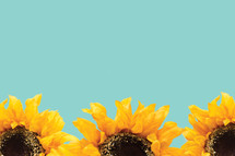 sunflowers border 