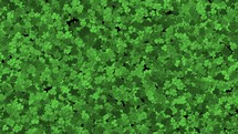 Animated green cartoon clovers growing