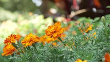 A garden of orange Marigold flowers bloom on a beautiful sunny summer day.