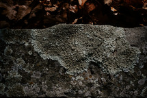 Mossy rock background texture