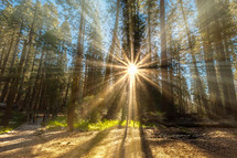 sunburst through trees in a forest 