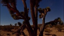Dolly time lapse of stars beyond a Joshua tree in the desert
