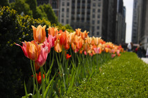 tulips in the city