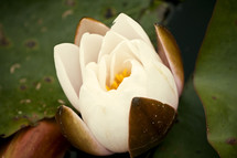 white lotus 