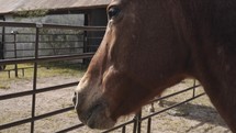 Close up of a horse in a corral