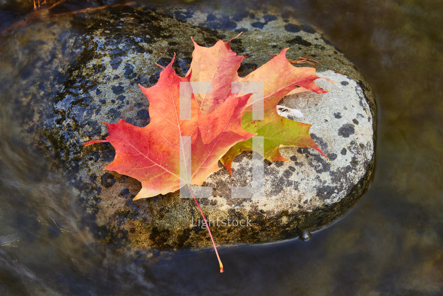 Red leaf on rock in water