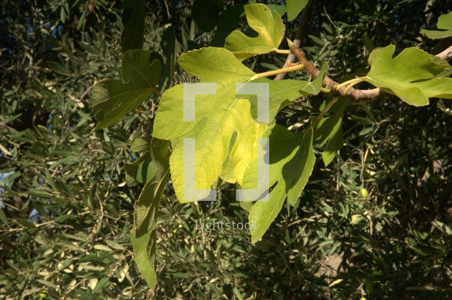 fig leaf 