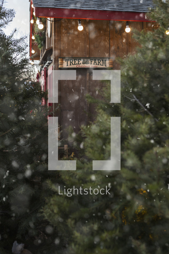 falling snow in a Christmas tree lot 