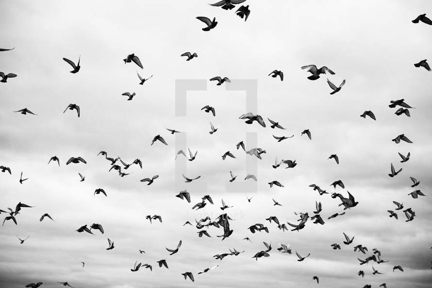 flocks of birds 