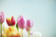 pink tulips against a white background 