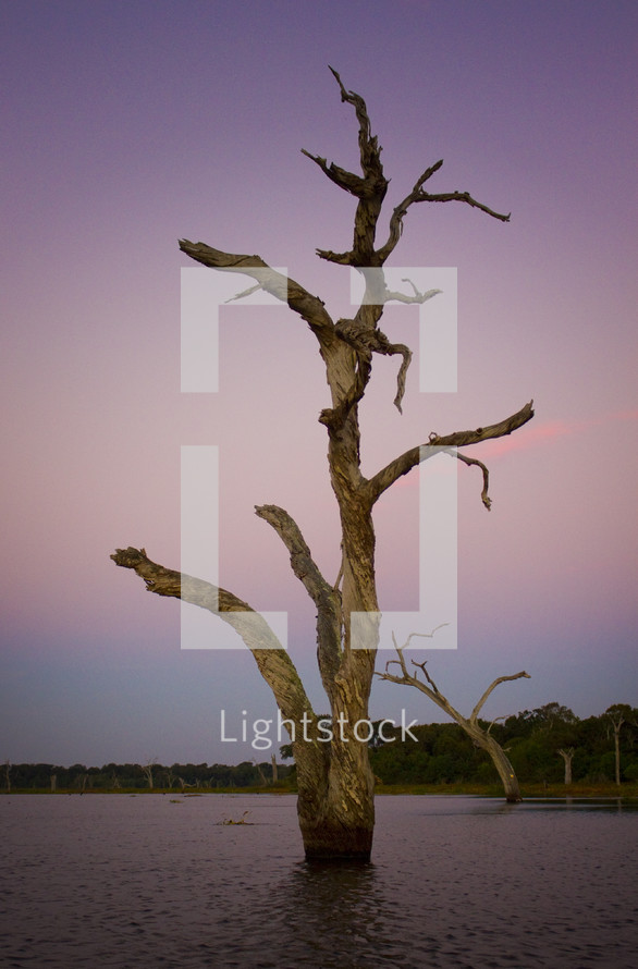 dead tree in a lake at dusk 