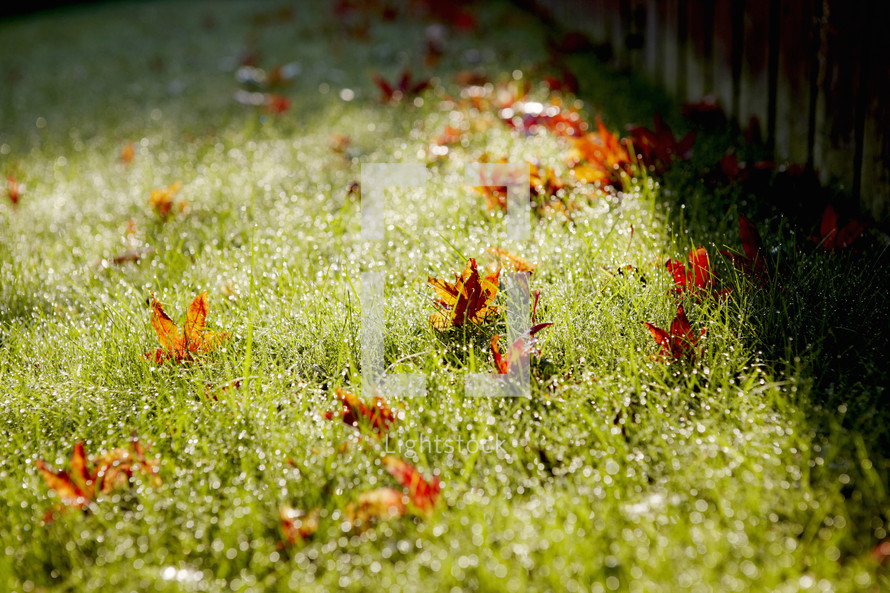 fall leaves on dew covered grass