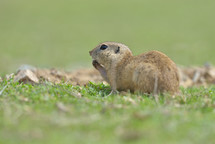 European ground squirrel standing in the grass