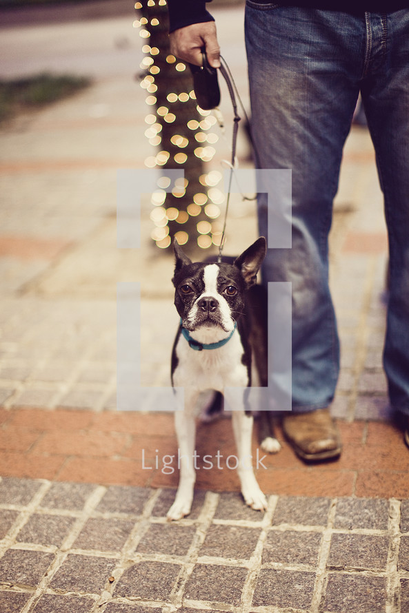 man with Boston terrier dog on a leash