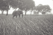 Elephant in open grass field