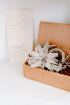 house plant in a leather box 