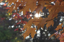 Sunlight through fall leaves on a tree