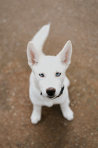 white puppy 