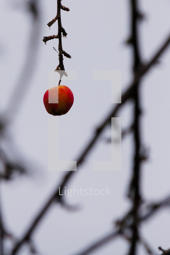 lone apple on a tree