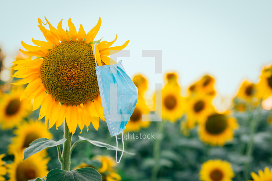 medical mask on a sunflower in the field
