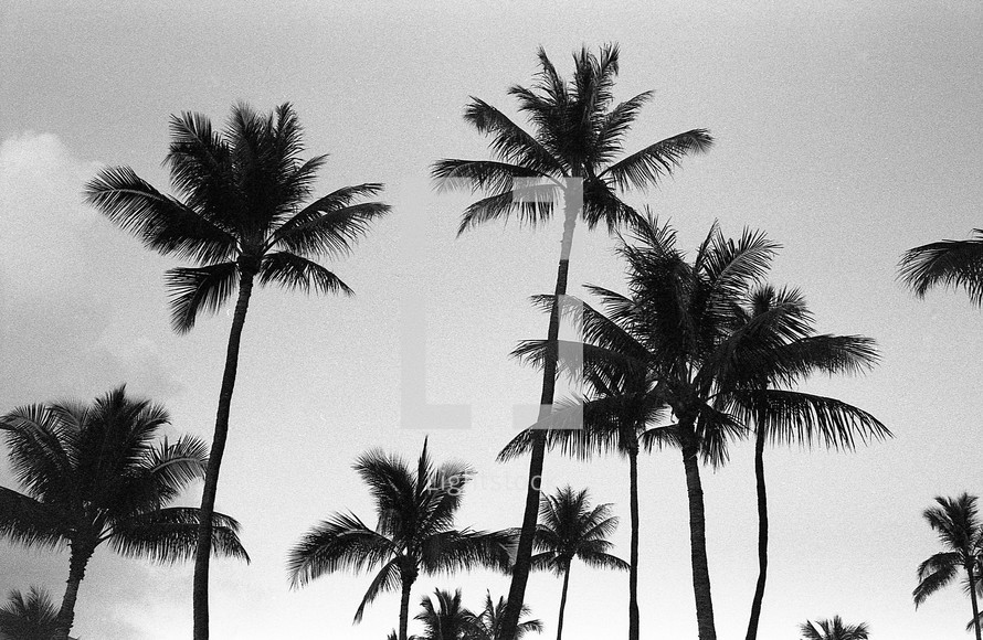 tops of palm trees 