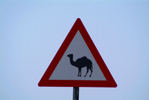 Beware of camels crossing the road ahead road sign