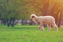 lamb lost in a field 