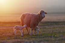 sheep with lambs in a pasture 