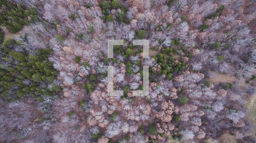 aerial view of a forest in early winter. 