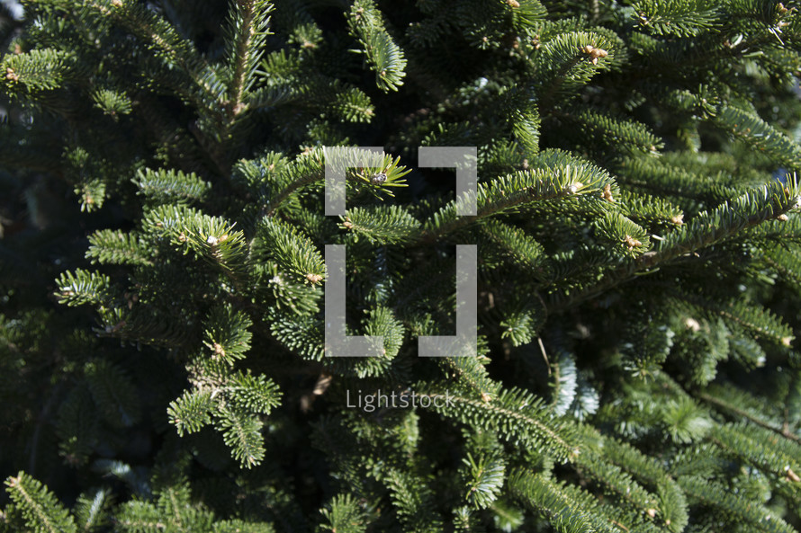 pine needles on a fir tree 