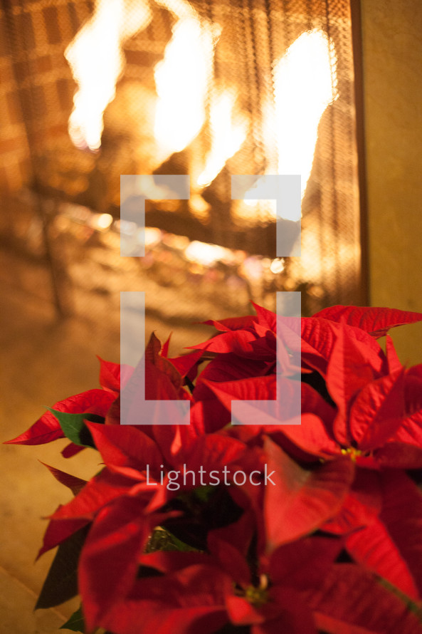 poinsettia by a fireplace 
